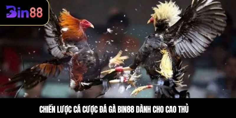 Chiến lược cá cược đá gà BIN88 dành cho cao thủ