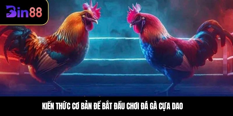 Kiến thức cơ bản để bắt đầu chơi đá gà cựa dao