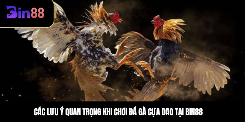 Các lưu ý quan trọng khi chơi đá gà cựa dao tại BIN88