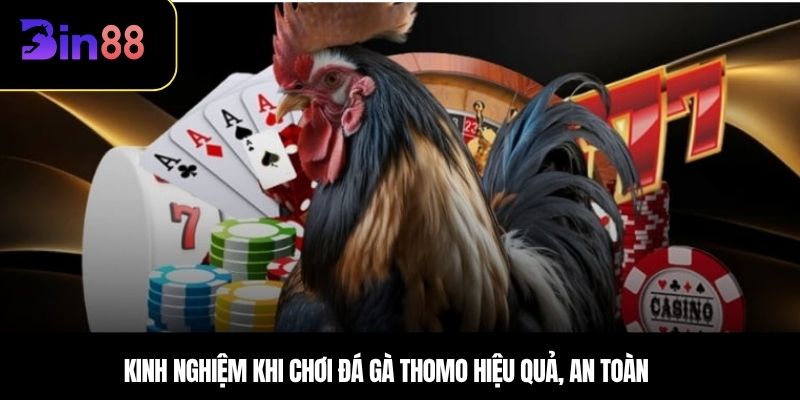 Kinh nghiệm khi chơi đá gà Thomo hiệu quả, an toàn