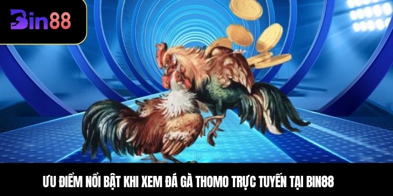 Ưu điểm nổi bật khi xem đá gà Thomo trực tuyến tại BIN88 