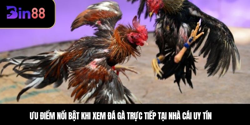 Ưu điểm nổi bật khi xem đá gà trực tiếp tại nhà cái uy tín