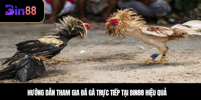 Hướng dẫn tham gia đá gà trực tiếp tại BIN88 hiệu quả